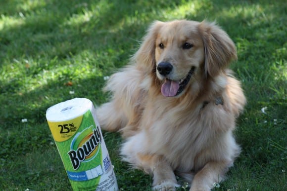 bounty-golden-retriever-17