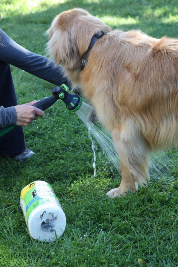 The Best Way to Clean Up Dog Messes | CatchMyParty.com