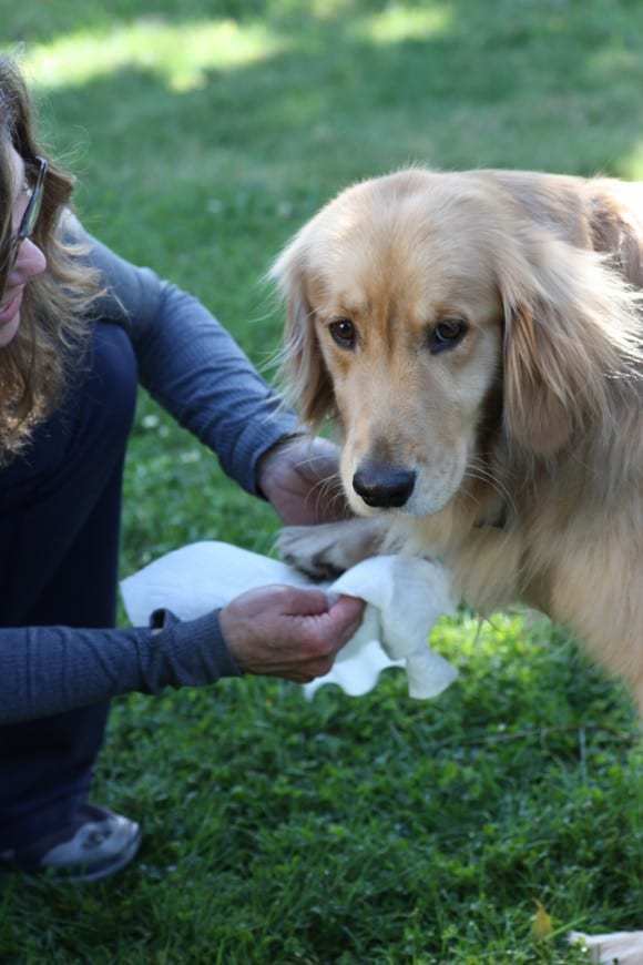 The Best Way to Clean Up Dog Messes | CatchMyParty.com