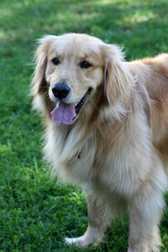 bounty-golden-retriever-49a