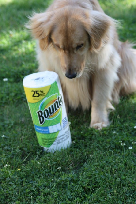 bounty-golden-retriever-9