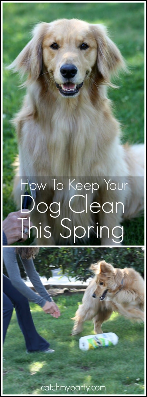 The Best Way to Clean Up Dog Messes | CatchMyParty.com