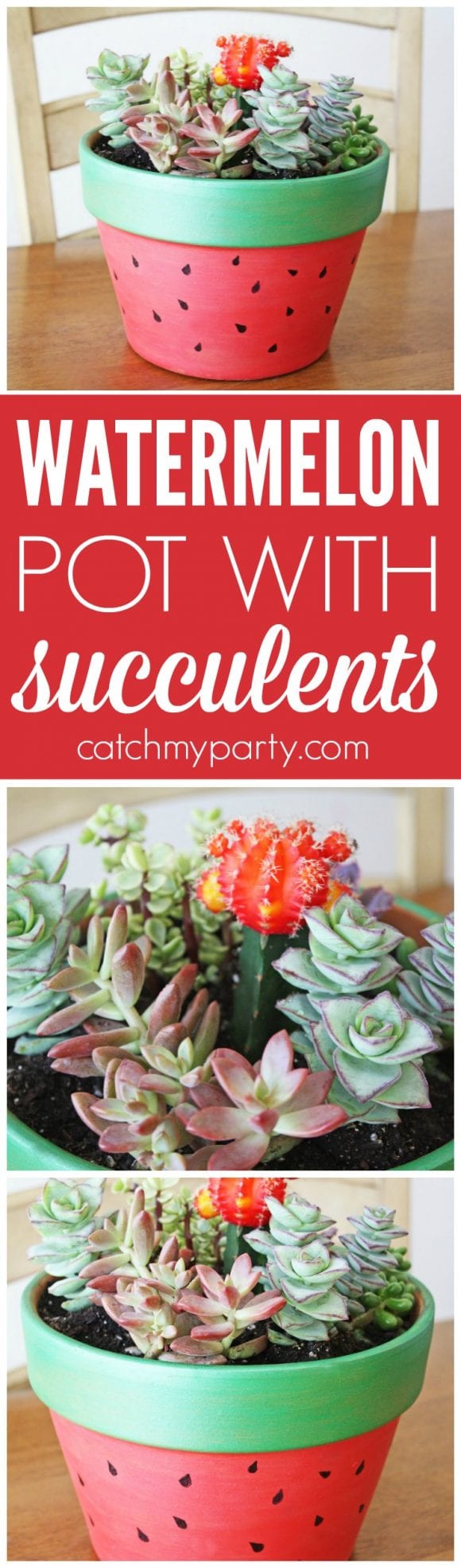 Succulent Garden Painted Pot DIY | CatchMyParty.com