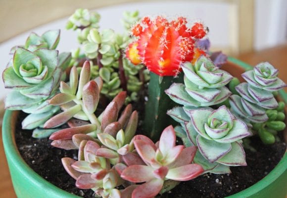 Succulent Garden Painted Pot DIY