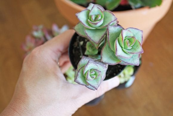 Watermelon succulent pot | Catchmyparty.com