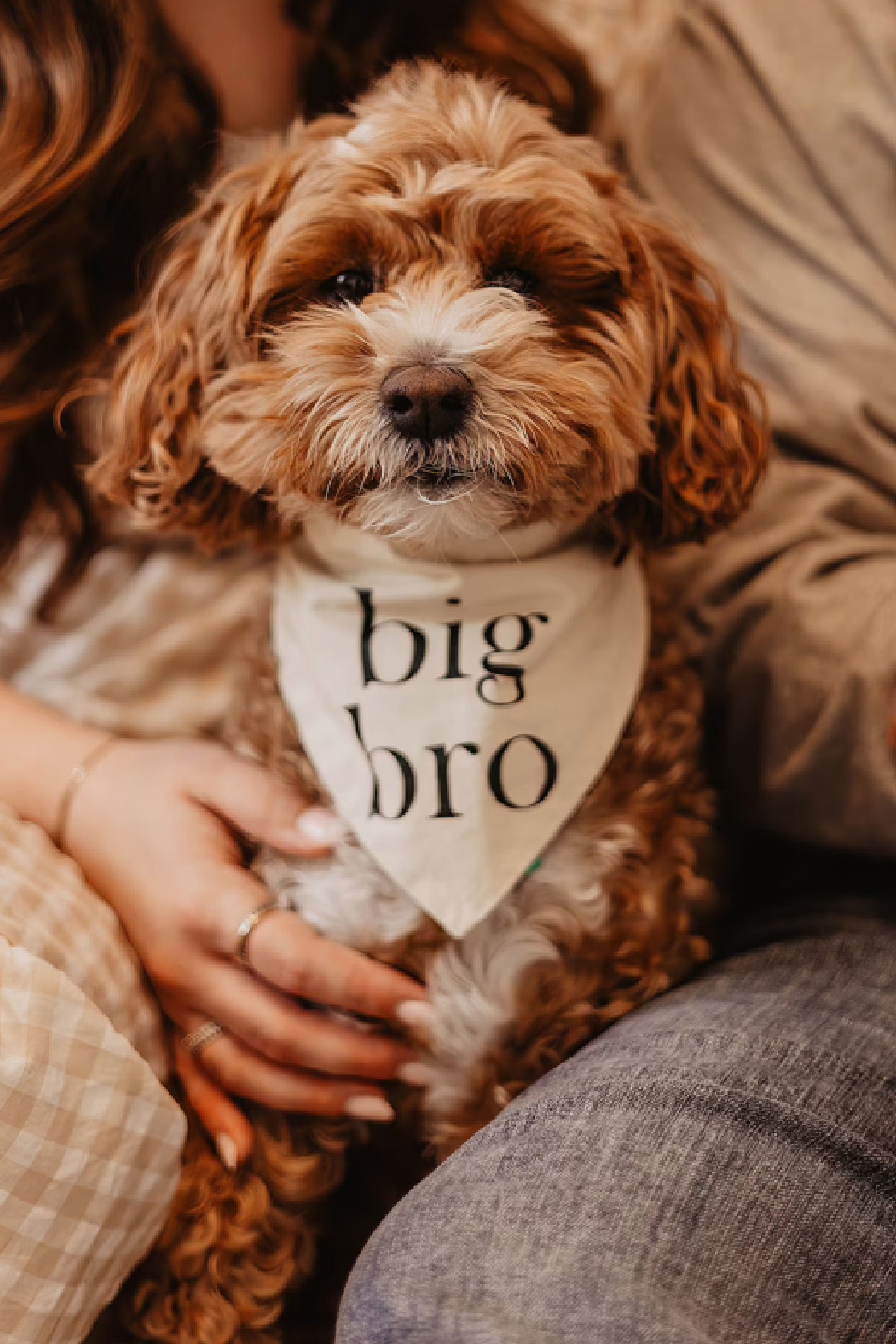 Digital Pregnancy Announcements - Include Your Dog